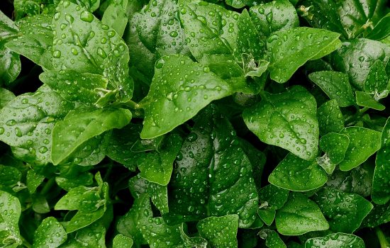 Spinach with Sesame Dressing