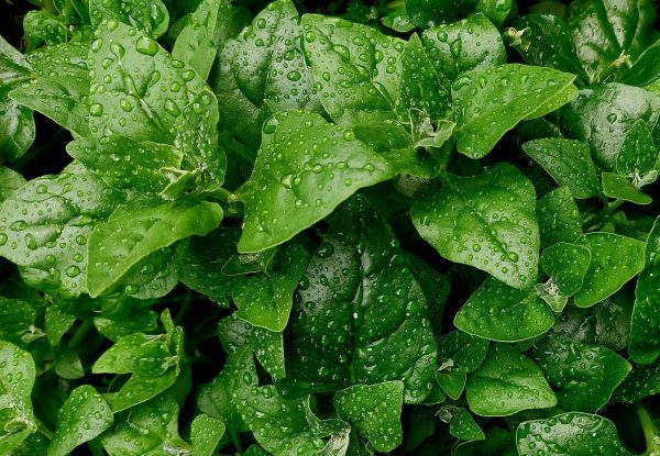 Spinach