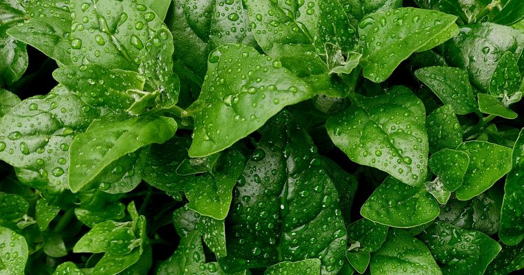 Spinach with Sesame Dressing